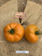 ZTOTGMEOR Tomato Mennonite Orange 10 seeds
