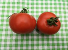 ZTOTGMIDUME Tomate Miel du Mexique 10 semillas TessGruun