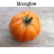 ZTOTGMO Tomato Moonglow 10 seeds TessGruun