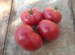 ZTOTGMOTO Tomaat Monster Tomato 10 zaden TessGruun
