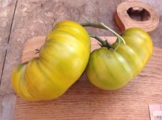 ZTOTGMUCUVE Tomate Muchamiel Cuello Verde 10 semillas TessGruun