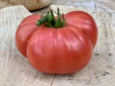 ZTOTGNEBIDW Tomate New Big Dwarf 5 semillas
