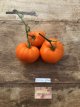 ZTOTGNIOR Tomate Nicoviotis Orange 10 semillas
