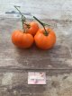 ZTOTGNIOR Tomate Nicoviotis Orange 10 semillas