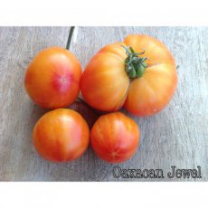 ZTOTGOAJU Tomato Oaxacan Jewel 10 seeds TessGruun