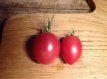 ZTOTGODSD Tomate Olirose De Saint-Domingue 10 semillas TessGruun