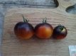 ZTOTGOFPS Tomato Orange Fleshed Purple Smudge 10 seeds TessGruun
