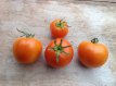 ZTOTGOR1 Tomate Orange 1 10 graines TessGruun