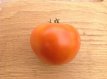 ZTOTGOR1 Tomato Orange 1 10 seeds TessGruun