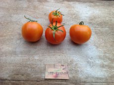 ZTOTGOR1 Tomato Orange 1 10 seeds TessGruun