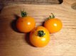 ZTOTGORBO Tomato Orange Bourgoin 10 seeds TessGruun