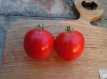 ZTOTGPA Tomate Palosanto 10 graines TessGruun