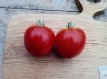 ZTOTGPA Tomate Palosanto 10 graines TessGruun