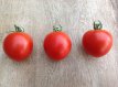 ZTOTGPI Tomate Pipo 10 semillas TessGruun