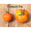 ZTOTGPIFO Tomato Pineapple Fog 10 seeds TessGruun