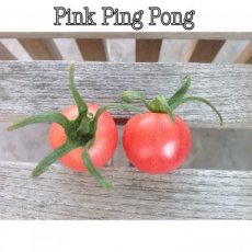 ZTOTGPIPIPO Tomaat Pink Ping Pong 10 zaden TessGruun