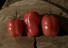 ZTOTGPIRAM Tomato Piramide 10 seeds