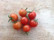 ZTOTGPO Tomato Pokusa 10 seeds TessGruun