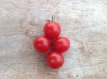 ZTOTGPO Tomate Pokusa 10 semillas TessGruun