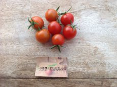 ZTOTGPO Tomate Pokusa 10 graines TessGruun