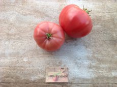 Tomato Ponderosa Pink 10 seeds TessGruun