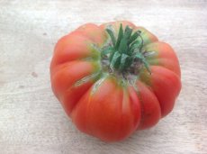 ZTOTGPR Tomate Provenzano 10 semillas TessGruun