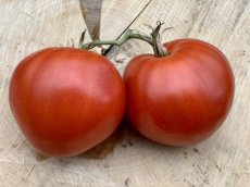 ZTOTGPUNZ Tomate Punzones 10 samen