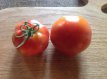 ZTOTGRA Tomate RAF 10 semillas TessGruun