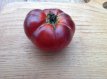 ZTOTGREBE Tomaat Red Beauty 10 zaden TessGruun