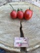 ZTOTGRIGR Tomato Rio Grande 10 seeds TessGruun