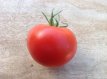 Tomato Rita Senegal 10 seeds TessGruun
