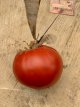 ZTOTGRODECO Tomate Rouge de Corse 10 samen