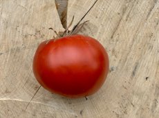 ZTOTGRODECO Tomate Rouge de Corse 10 graines
