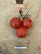 ZTOTGRODEHU Tomato Roi Humbert 10 seeds