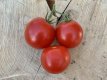 ZTOTGRODEHU Tomate Roi Humbert 10 semillas