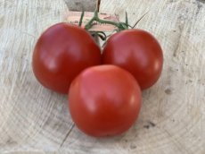 ZTOTGRODEHU Tomate Roi Humbert 10 graines
