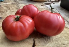 ZTOTGROLEHE Tomate Rojo Leo Herencia 10 semillas