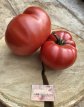 ZTOTGRUSROU Tomate Russe Rouge 10 semillas