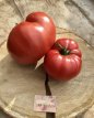 ZTOTGRUSROU Tomate Russe Rouge 10 graines