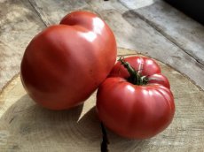 ZTOTGRUSROU Tomate Russe Rouge 10 graines