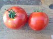 ZTOTGSADUQU Tomato Sang du Québec 10 seeds TessGruun