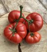 ZTOTGSAILUC Tomato Sainte Lucie 10 seeds