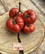 ZTOTGSAILUC Tomato Sainte Lucie 10 seeds