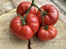 ZTOTGSAILUC Tomate Sainte Lucie 10 semillas