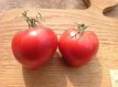 ZTOTGSGPE Tomato SGT Pepper’s 10 seeds TessGruun
