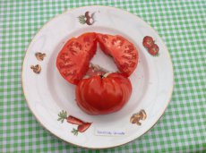 ZTOTGSHVE Tomate Shuntukskii Velikan 10 graines TessGruun