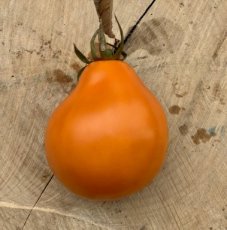 ZTOTGSIORPE Tomate Siberian Orange Pear 10 graines