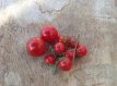 ZTOTGSISUCH Tomaat Siberian Superior Cherry 10 zaden TessGruun