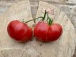 ZTOTGSOLDA Tomate Soldacki 10 semillas