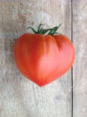 ZTOTGTEDEVE Tomate Téton de Vénus Rouge 10 semillas TessGruun